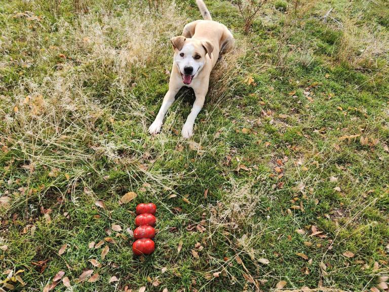 a dog in grass with a red toy