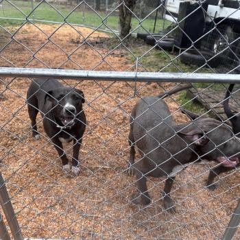 Ruby, Django, Cochise