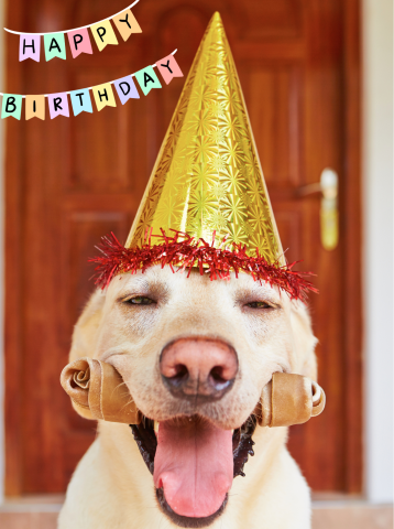 A white retriever is wearing a party hat and holding a bone. The banner above reads "Happy Birthday"
