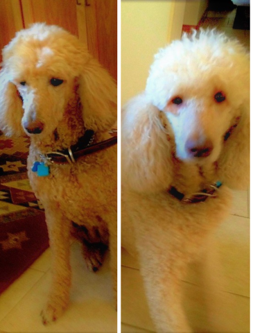 Two white poodles sit beside each other